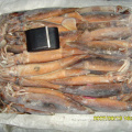Argentinus congelado Illex squid entera redonda 100200g WR